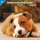 Staffordshire Bull Terrier Puppies 2014 Wall Calendar
