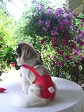 Joybies Festive Christmas Piddle Pants(tm) for XXX Small Male Dog (Measuring 7-9 from Collar to Base of Tail)