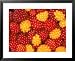 Salmonberries, Baranoff Island, Alaska, USA Cuisine Framed Art Poster Print by Hugh Rose, 31x25