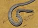 Burtons Legless Lizard on a Patch of Dry Ground Photographic Poster Print, 24x18