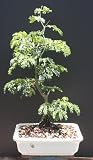 Brazilian Raintree Bonsai Tree by Sheryls Shop
