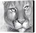 Cougar Spirit Canvas Print / Canvas Art - Artist Carla Kurt