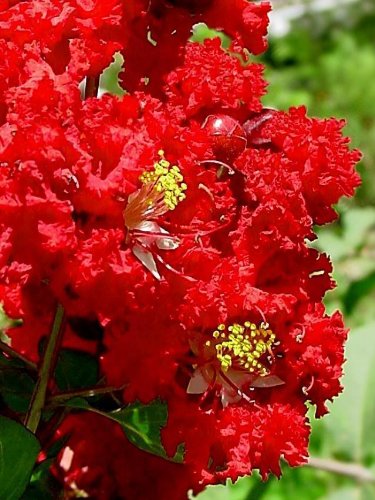 35 DYNAMITE RED CREPE MYRTLE Lagerstroemia Flowering Shrub Bush Small Tree Seeds 35 DYNAMITE RED CREPE MYRTLE Lagerstroemia Flowering Shrub Bush Small Tree Seeds