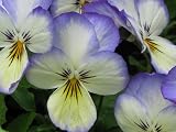 Johnny Jump Up Seeds - Viola cornuta - 250 Seeds + *FREE SEEDS*
