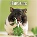 So cute . . guinea pig, rat, hamster, ferret & wabbit . . calendars *