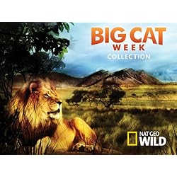 Big Cat Week Collection Season 1