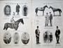 1906 Sport Horse Racing Bridge Canny Higgs Lord Derby