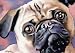 Pug Dog Art Print Signed by Artist DJ Rogers