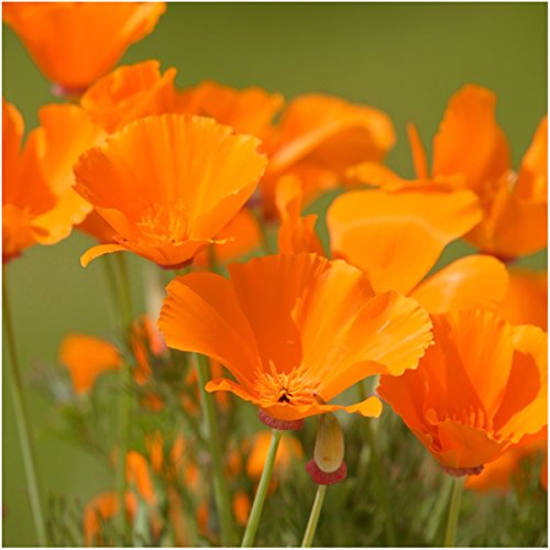 Package of 2,000 Seeds, Orange California Poppy (Eschscholzia californica) Non-GMO Seeds by Seed Needs