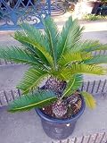 ソテツ そてつ 蘇鉄 株立ち 9～10号鉢植え