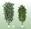 TWO Artificial Trees - 7' Very Full Ficus + 5.5' Pittosporum with Real Wood Trunks