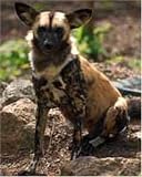 The Stare - Painted Hunting Dog - art print by Jennifer Moseley - 8inch x 10inch