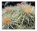 Barrel Cactus