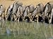 Blue Wildebeest (Connochaetes Taurinus) Drinking at Waterhole, Mkuze, South Africa, A...