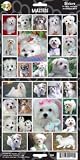 Pet Qwerks S28 Maltese Dog Sticker