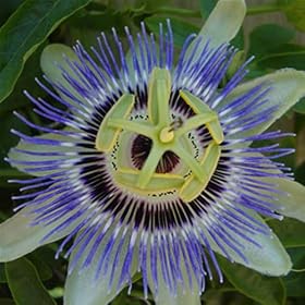 PASSION FLOWER-Superb Valentines Day Flowers Gift,Flowers Gifts For Her