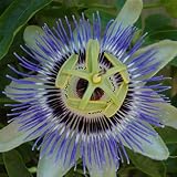 PASSION FLOWER-Ideal Fathers Day Gifts,Plants,Flowers For Dad,Father,Mum,Mom,Grandad,Grandma