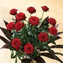 Festive Passion Bouquet