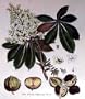 Art Poster Print - Horse Chesnut Tree - Artist: John Miller - Poster Size: 14 X 18 inches