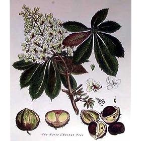 Art Poster Print - Horse Chesnut Tree - Artist: John Miller - Poster Size: 14 X 18 inches
