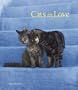 Cats in Love