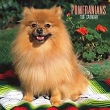 Pomeranians 2007 Calendar