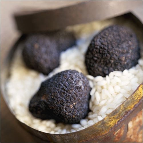 French Fresh Summer Black Truffles - Tuber aestivum by Gourmet Food Store