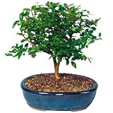 Brussel's Jabotacaba Indoor Bonsai Tree