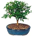 Brussel's Jabotacaba Indoor Bonsai Tree