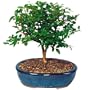 Brussel's Jabotacaba Indoor Bonsai Tree