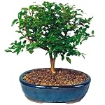 Brussel's Jabotacaba Indoor Bonsai Tree
