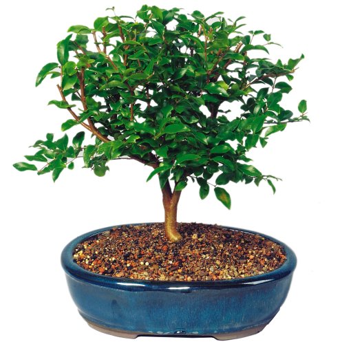 Childrens Toyshop  Outdoor Living : Brussel's Jabotacaba Indoor Bonsai Tree