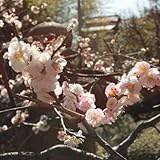 花梅[ハナウメ]：思いのまま接木苗4～5号ポット[別名輪違い・3色咲き分けの遅咲き人気品種]