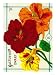Nasturtium Seed Packet Premium Poster Print, 18x24