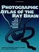 Photographic Atlas of the Rat Brain: The Cell and Fiber Architecture Illustrated in Three Planes with Stereotaxic Coordinates