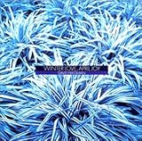 �E�B���^�[�E�����A�G�C�v�����E�W���C