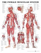 Female Muscular System Anatomical Chart Laminated