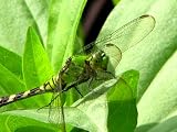 11x14 Digital Art Limited Edition Prints Dragonfly Realist Emerald Dragonfly 2