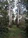 Forest Track for Vehicles Running Through Manna Gum Eucalypt Forest, Australia Photog...