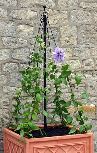 Container Maypole Plant Support