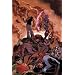 Teen Titans/Outsiders: The Insiders
