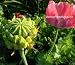 250 Poppy Flower Seeds. Papaver Somniferum. Hens Chicks Poppies.