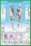 Fun - Poster Human Body