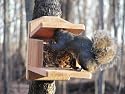 Birds Choice Squirrel Feeder Munch Box