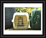 Framed Print of CAT - Tabby Kitten in cat basket from Ardea