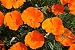 Orange Poppy Seed In A Blanket