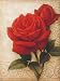 Ornamental Roses 2 Art Poster PRINT Igor Levashov 12x16