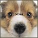 Artlist Collection the Dog 2005 Calendar Shetland Sheepdog (Multilingual Edition)
