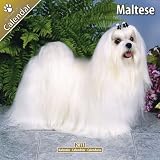 Kalender 2011 Malteser - Maltese