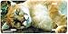 The Good Life - Big Cats - Wildlife Decor Art Print - License Plate Tag By Carl Brend...